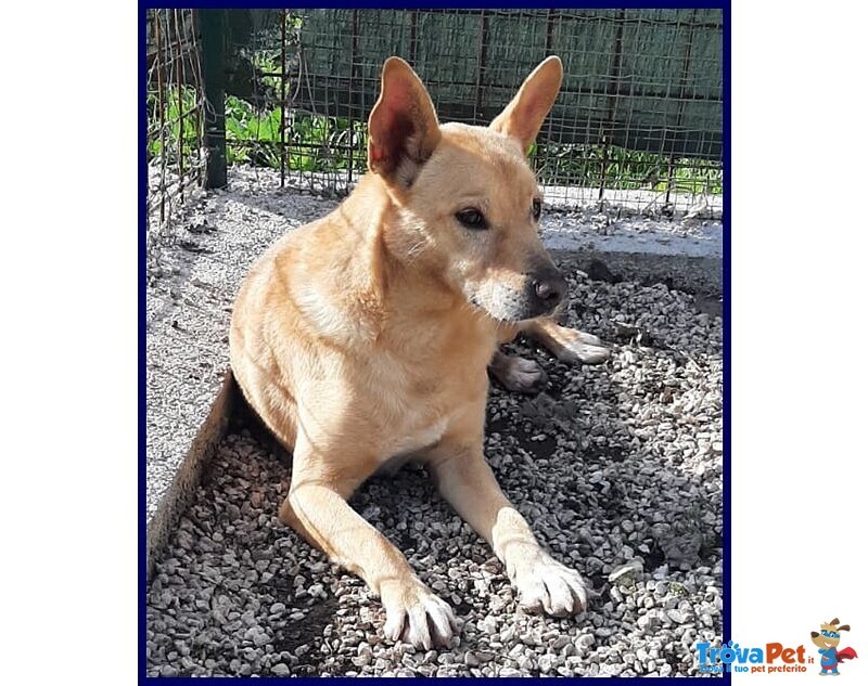 Eddy 7anni, Bravo e Tranquillo - 15kg - Foto n. 2