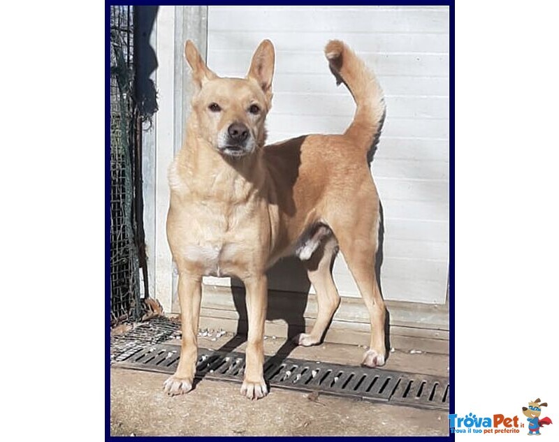 Eddy 7anni, Bravo e Tranquillo - 15kg - Foto n. 3