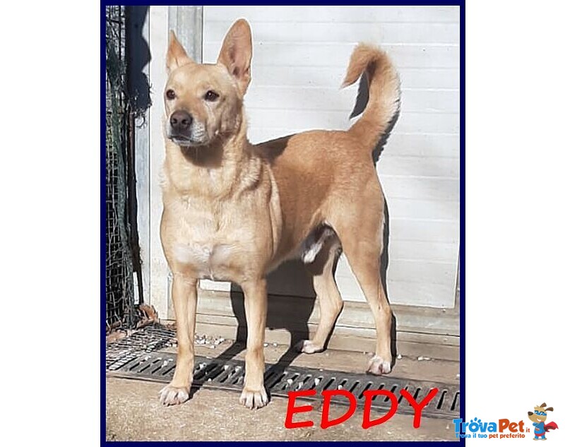 Eddy 7anni, Bravo e Tranquillo - 15kg - Foto n. 4