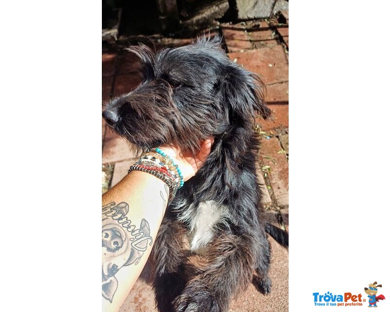 Prince 1anno Affettuoso tg Mediopiccola - Foto n. 1