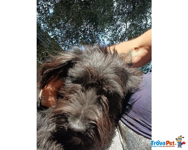 Prince 1anno Affettuoso tg Mediopiccola - Foto n. 3