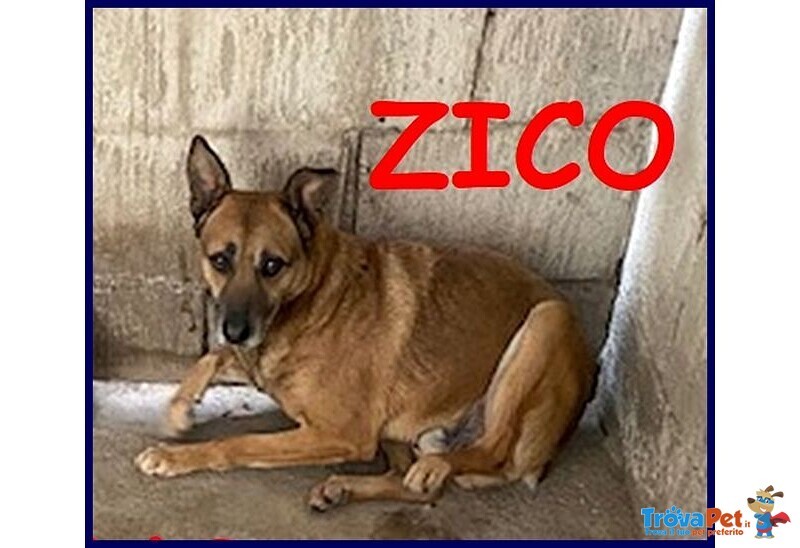 Zico 6anni Timido Lupacchiotto - Foto n. 1