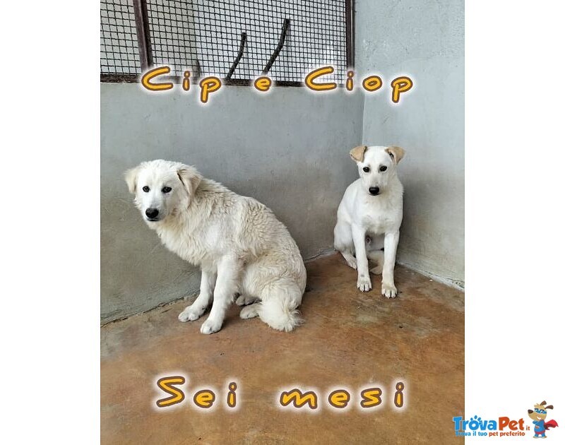 Cip e ciop Cucciolotti in Cerca D'amore - Foto n. 1