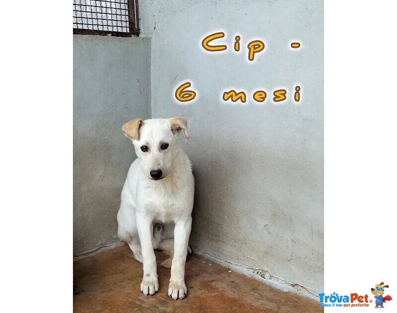 Cip e ciop Cucciolotti in Cerca D'amore - Foto n. 2