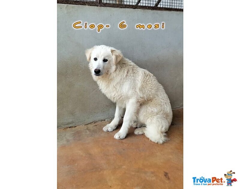 Cip e ciop Cucciolotti in Cerca D'amore - Foto n. 3
