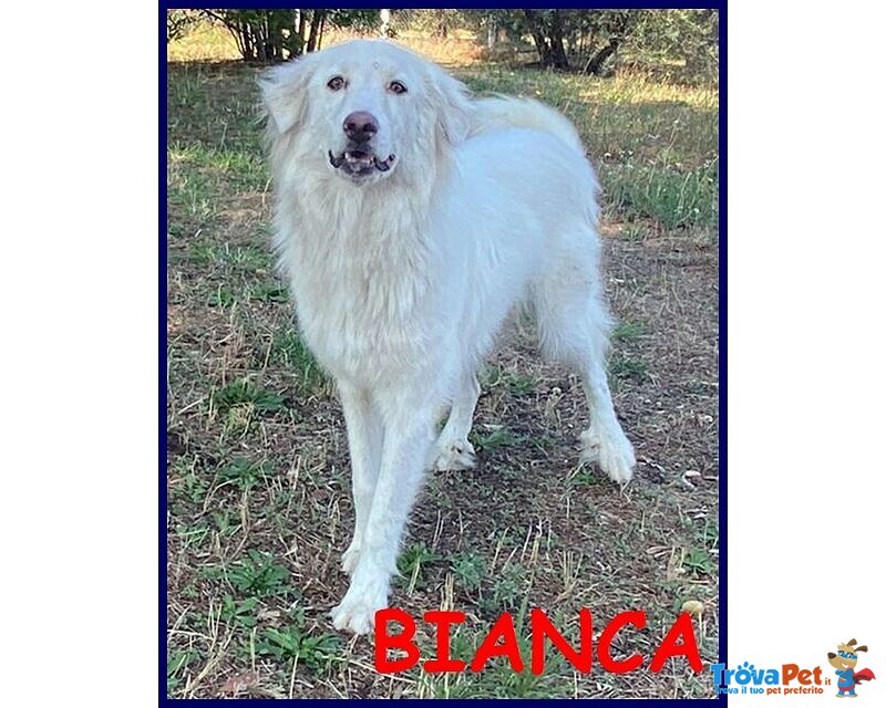 Bianca 1 anno Dolce Coccolona - Foto n. 2