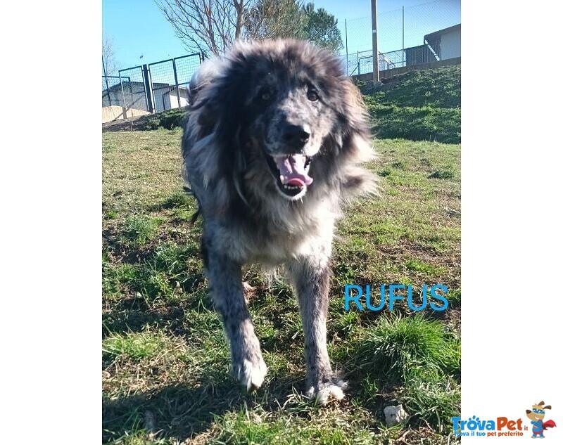 Fantastico Rufus 4anni tg Grande - Foto n. 2