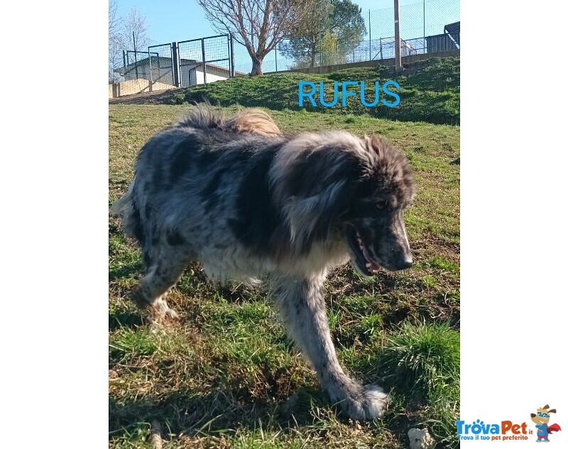 Fantastico Rufus 4anni tg Grande - Foto n. 4