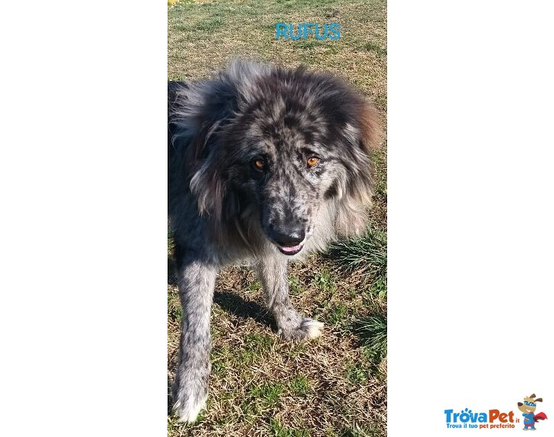 Fantastico Rufus 4anni tg Grande - Foto n. 5