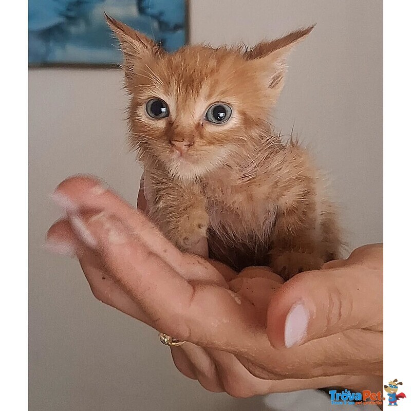 Gufi Gattino Rosso Occhi Verdi Cerca Adozione - Foto n. 1
