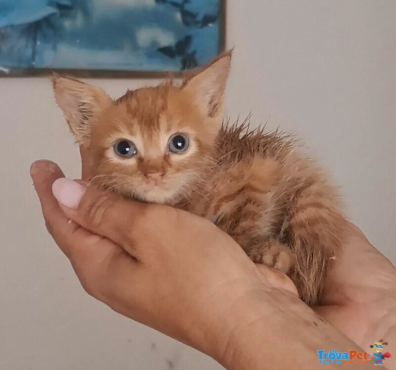 Gufi Gattino Rosso Occhi Verdi Cerca Adozione - Foto n. 2