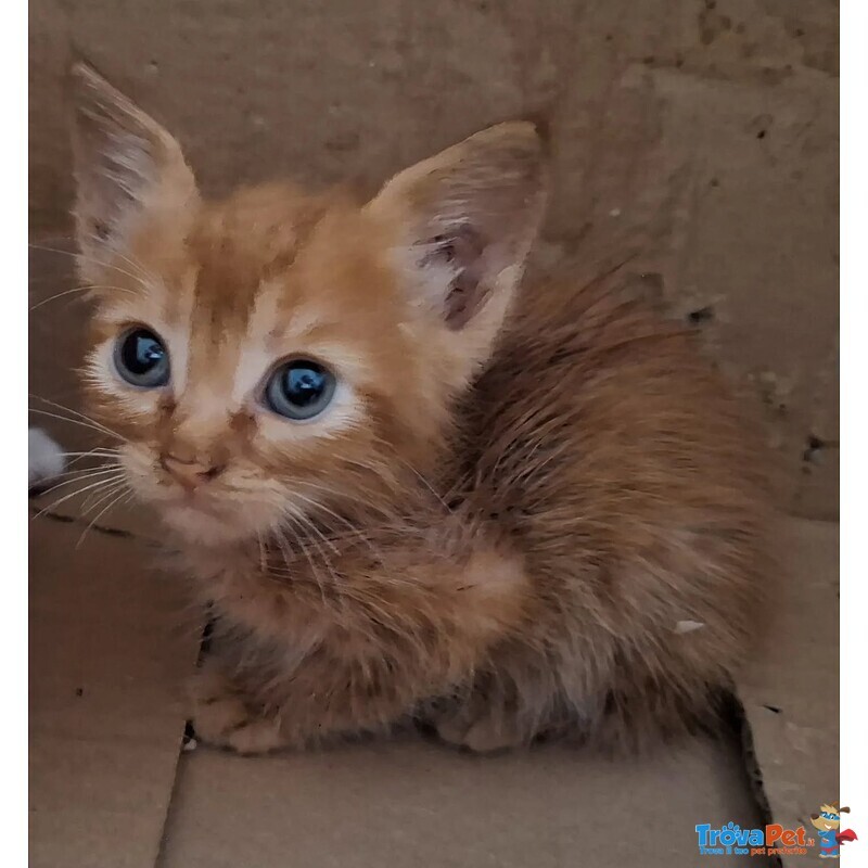 Gufi Gattino Rosso Occhi Verdi Cerca Adozione - Foto n. 3