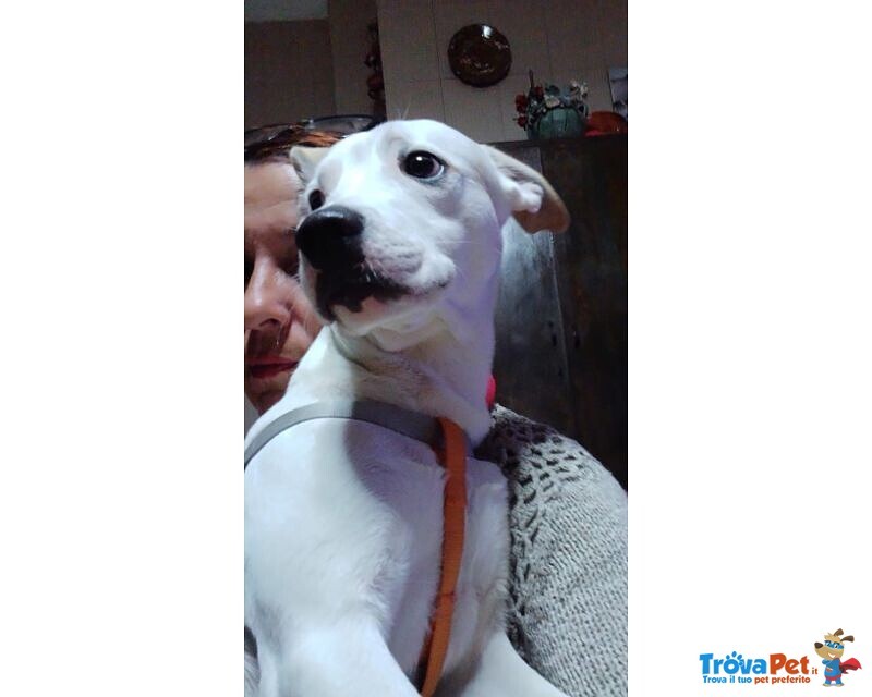 Paco 1anno Dolcissimo ed Ubbidiente - 10kg - Foto n. 1