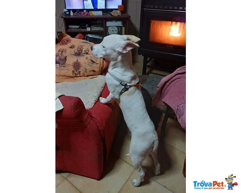 Paco 1anno Dolcissimo ed Ubbidiente - 10kg - Foto n. 2