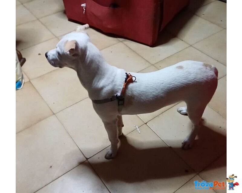 Paco 1anno Dolcissimo ed Ubbidiente - 10kg - Foto n. 4