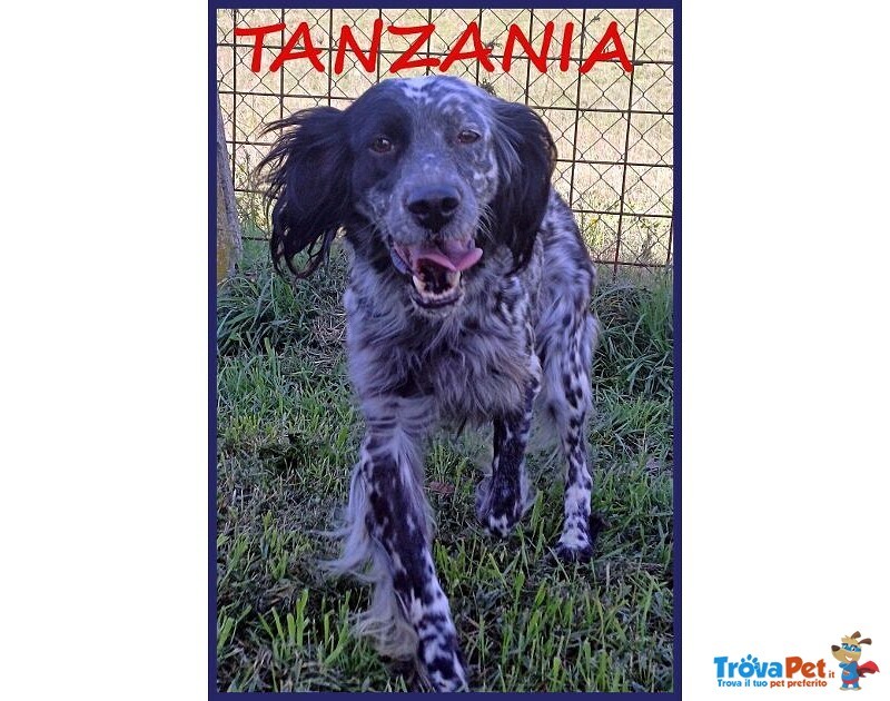 Tanzania Simpatica ed Affettuosa 4anni - Foto n. 1