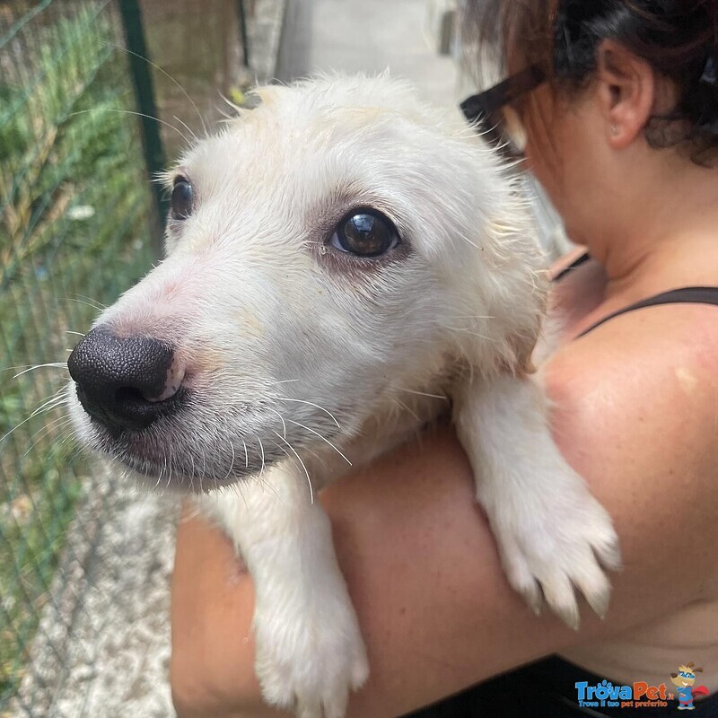 Lara Cucciola 2 mesi Cerca casa - Adozione Canile di Latina - Foto n. 4