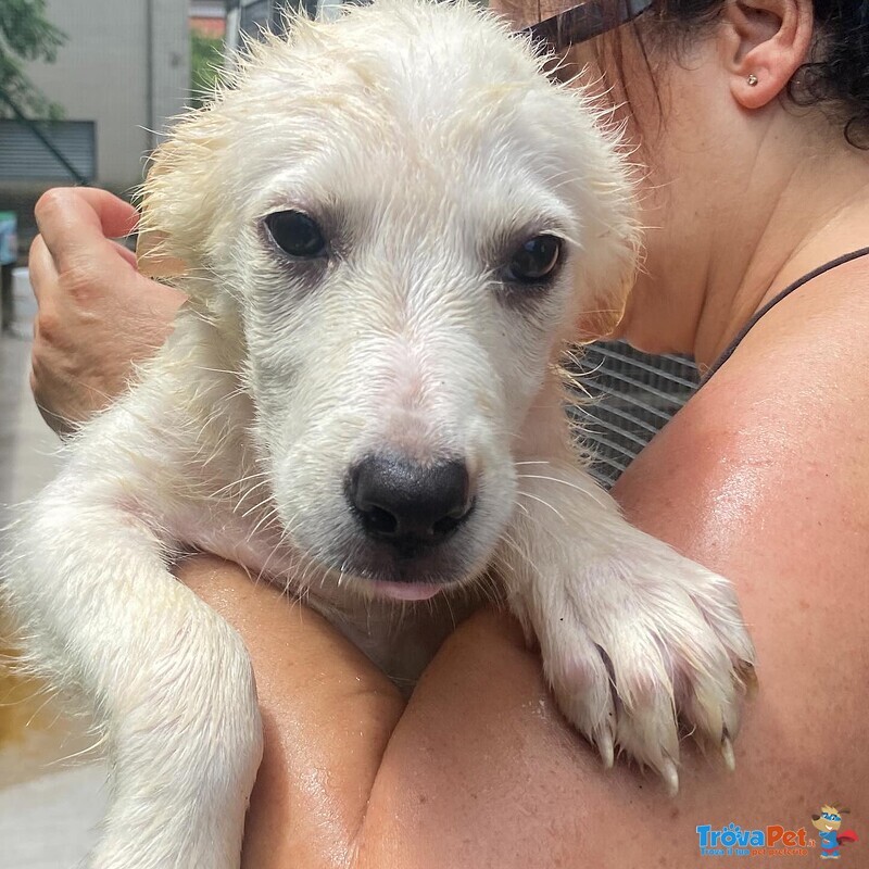 Lara Cucciola 2 mesi Cerca casa - Adozione Canile di Latina - Foto n. 5