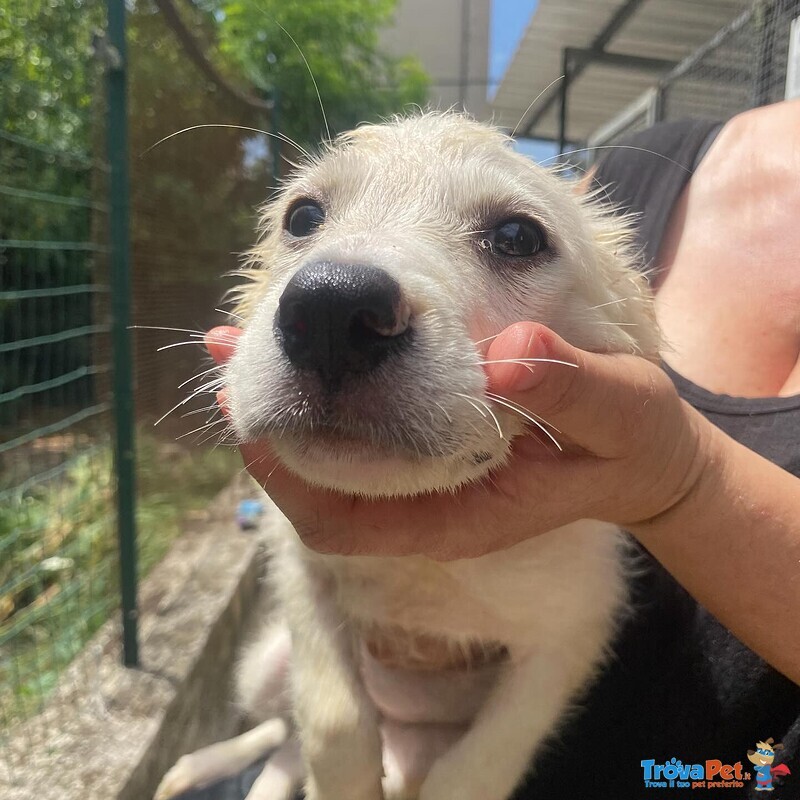 Lara Cucciola 2 mesi Cerca casa - Adozione Canile di Latina - Foto n. 7