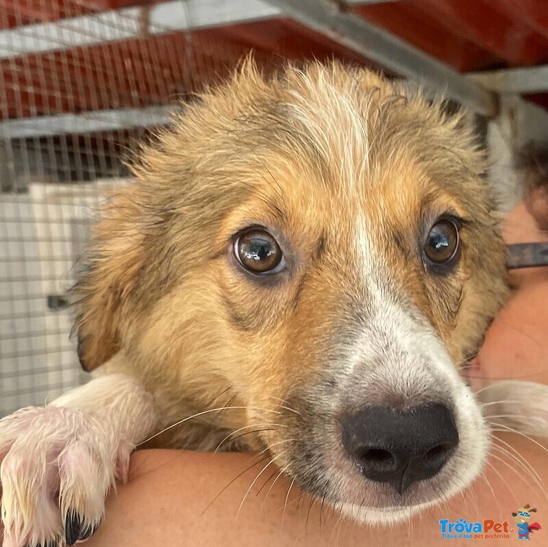 Loretta Cucciolotta 2 mesi Cerca casa - Adozione Canile di Latina - Foto n. 1