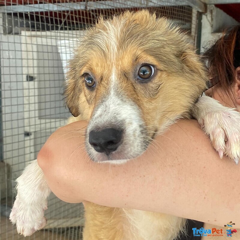 Loretta Cucciolotta 2 mesi Cerca casa - Adozione Canile di Latina - Foto n. 3