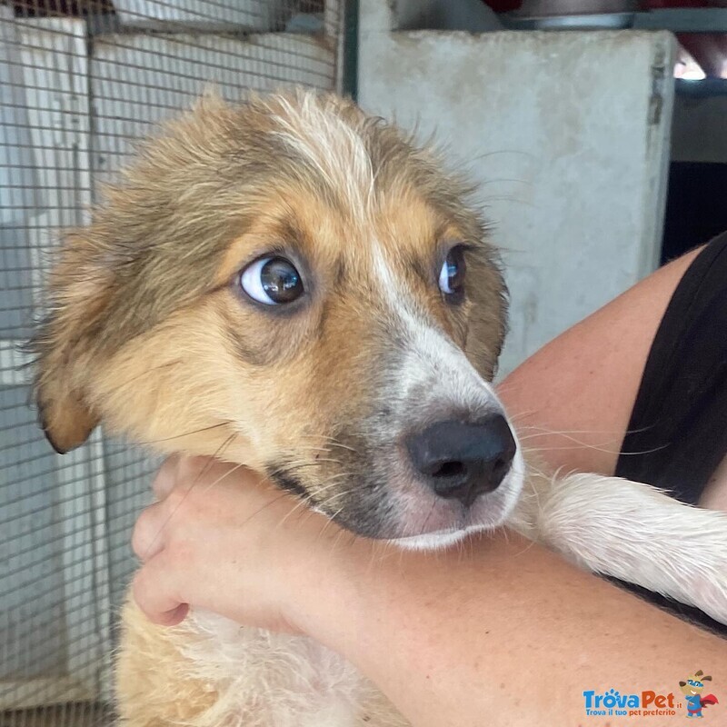 Loretta Cucciolotta 2 mesi Cerca casa - Adozione Canile di Latina - Foto n. 5