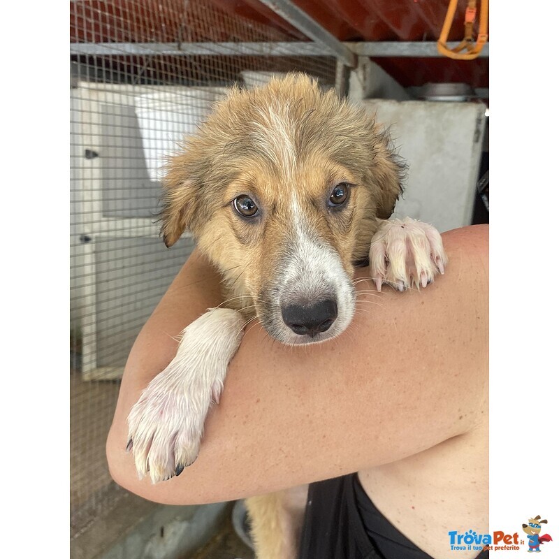 Loretta Cucciolotta 2 mesi Cerca casa - Adozione Canile di Latina - Foto n. 7