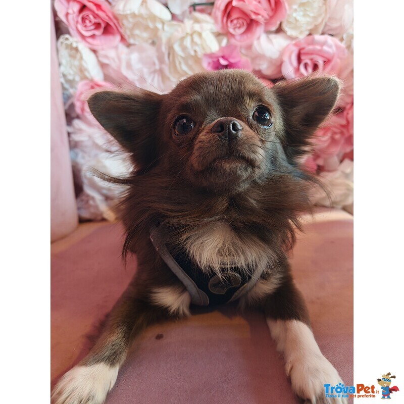 Chiuhuhua Maschio blue con Pedigree Disponibile per Accoppiamento - Foto n. 1