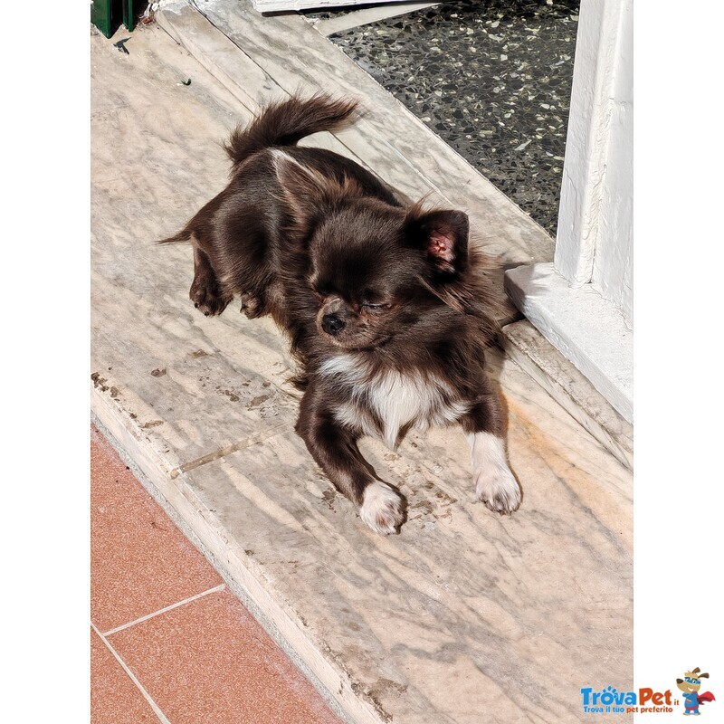 Chiuhuhua Maschio blue con Pedigree Disponibile per Accoppiamento - Foto n. 2