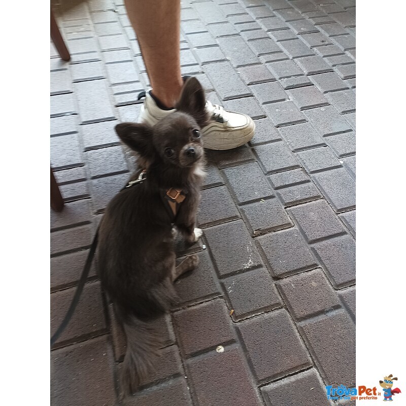 Chiuhuhua Maschio blue con Pedigree Disponibile per Accoppiamento - Foto n. 3