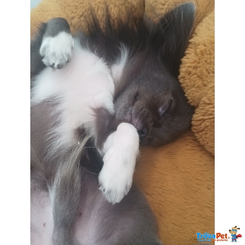 Chiuhuhua Maschio blue con Pedigree Disponibile per Accoppiamento - Foto n. 4
