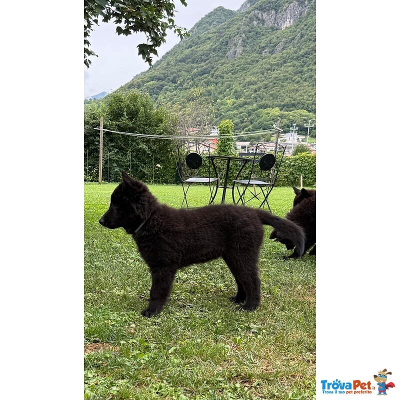Cucciolo di Pastore Belga Groenendael - Foto n. 2