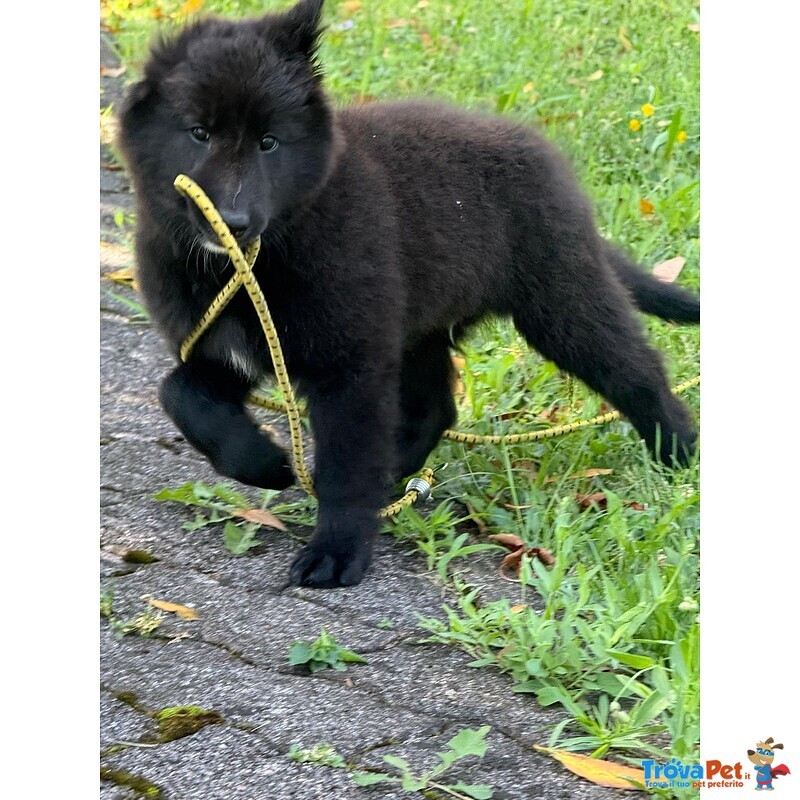 Cucciolo di Pastore Belga Groenendael - Foto n. 3