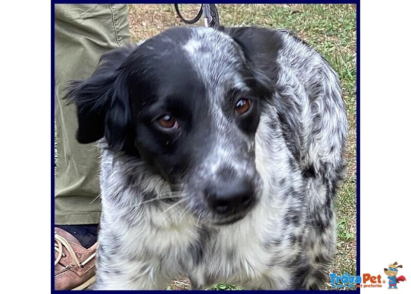 Nacho 8anni Gioioso e Giocherellone - Foto n. 2