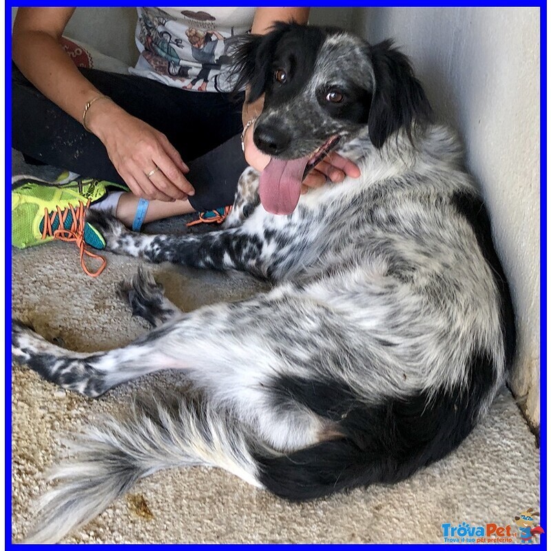Nacho 8anni Gioioso e Giocherellone - Foto n. 5