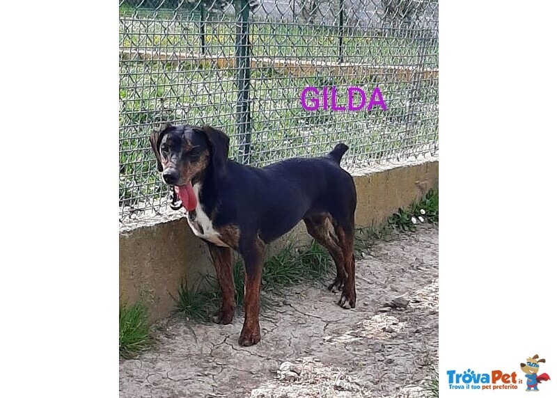 Gilda 4anni Buona con Tutti! - Foto n. 2
