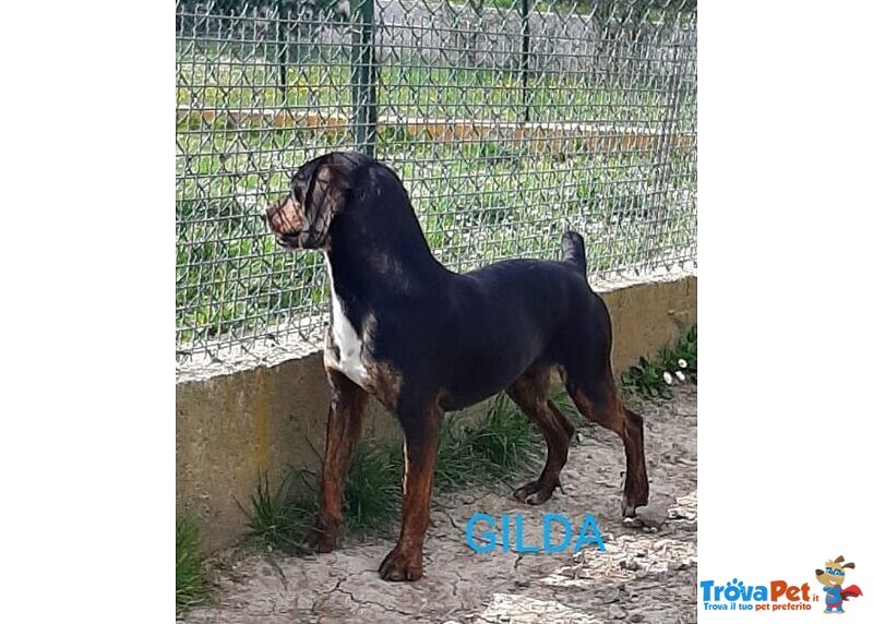Gilda 4anni Buona con Tutti! - Foto n. 3