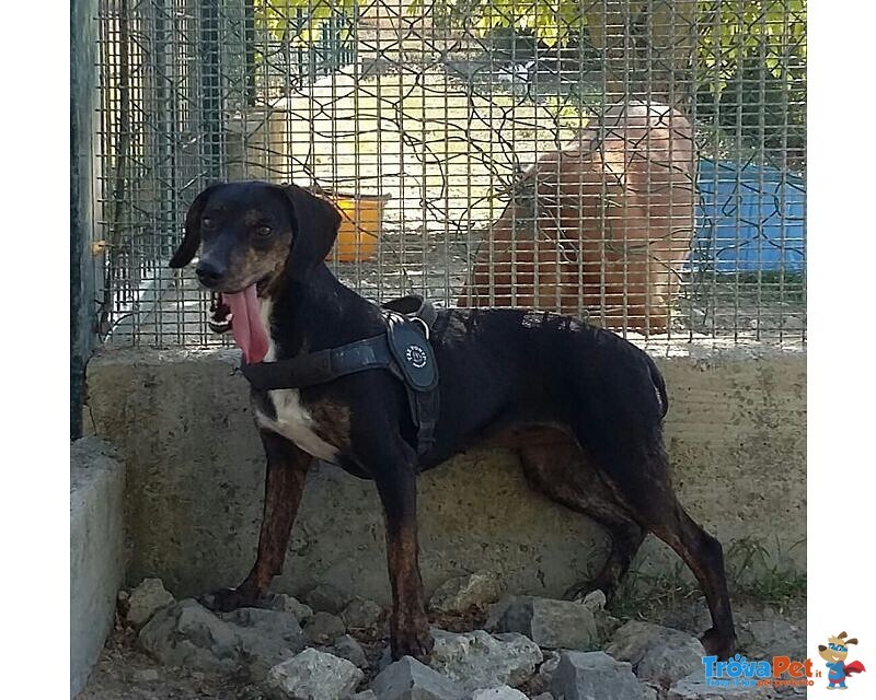 Gilda 4anni Buona con Tutti! - Foto n. 1