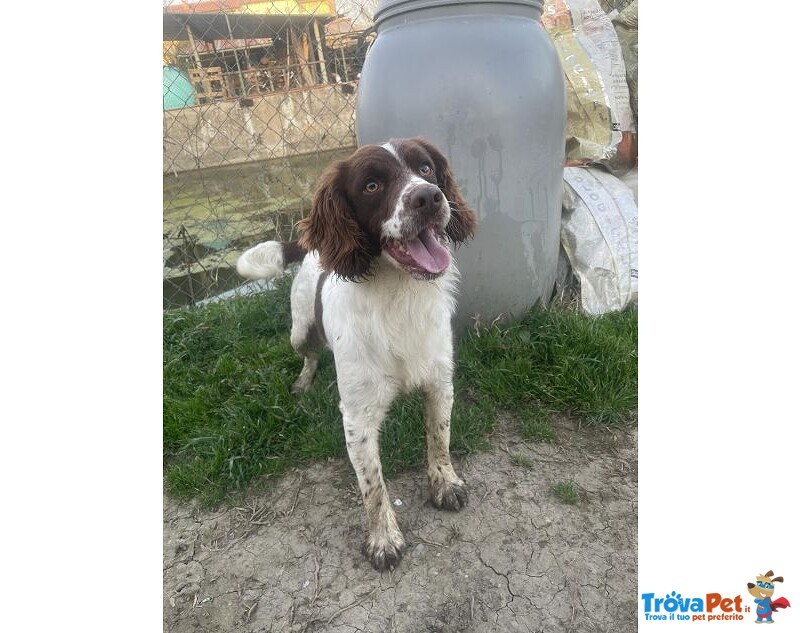 Lucio 3anni bel Timidino - Foto n. 1