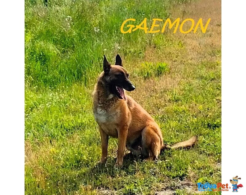 Gaemon Pastore Malinois Bello come il Sole! - Foto n. 1