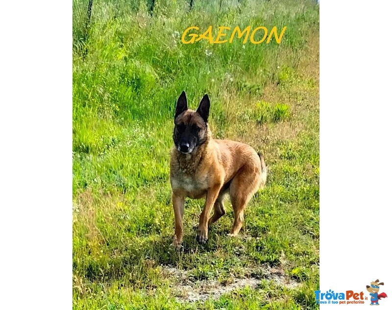 Gaemon Pastore Malinois Bello come il Sole! - Foto n. 2