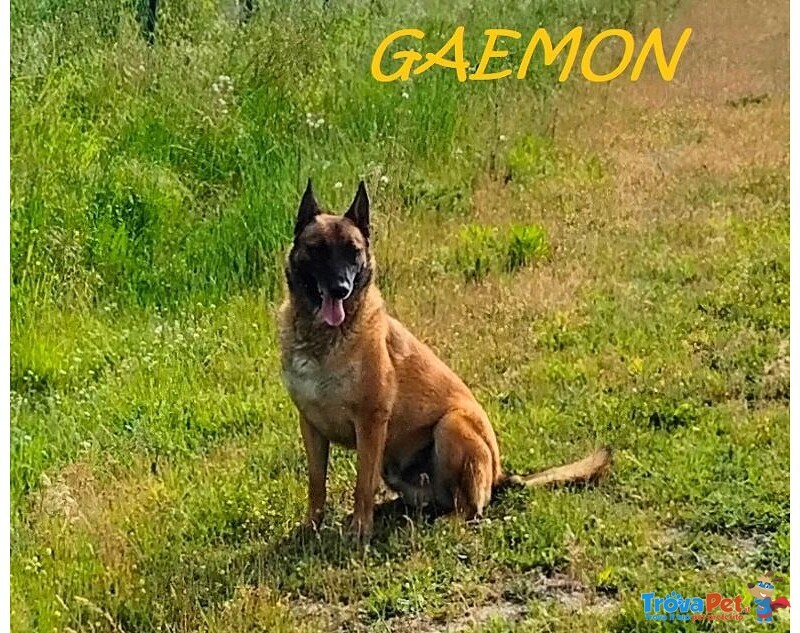 Gaemon Pastore Malinois Bello come il Sole! - Foto n. 3