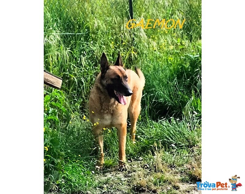 Gaemon Pastore Malinois Bello come il Sole! - Foto n. 4