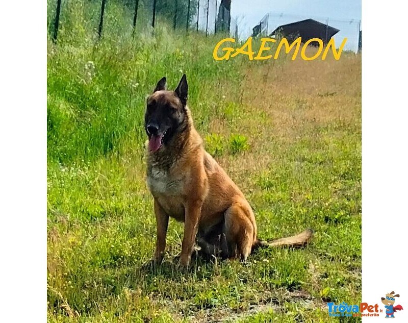 Gaemon Pastore Malinois Bello come il Sole! - Foto n. 5