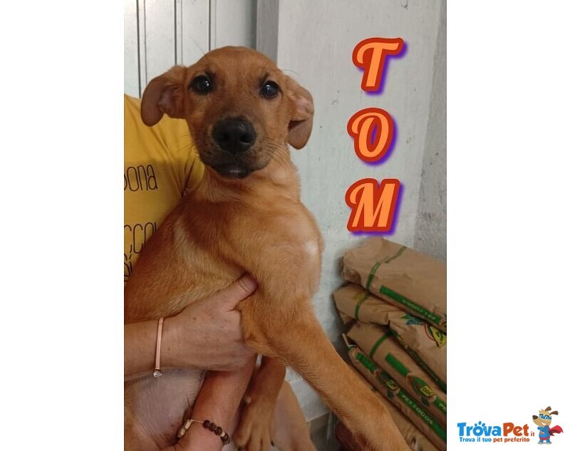 Tom 4mesi Cucciolotto Rimasto Solo - Foto n. 1