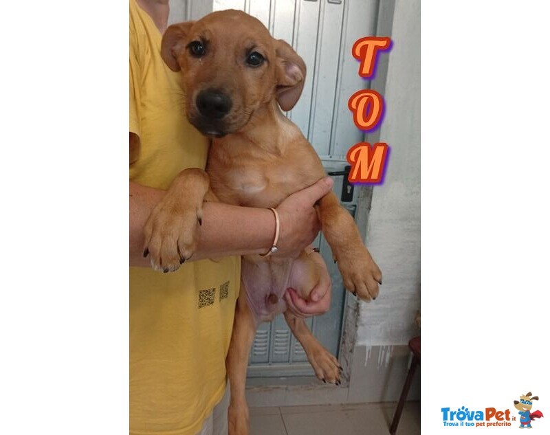 Tom 4mesi Cucciolotto Rimasto Solo - Foto n. 2