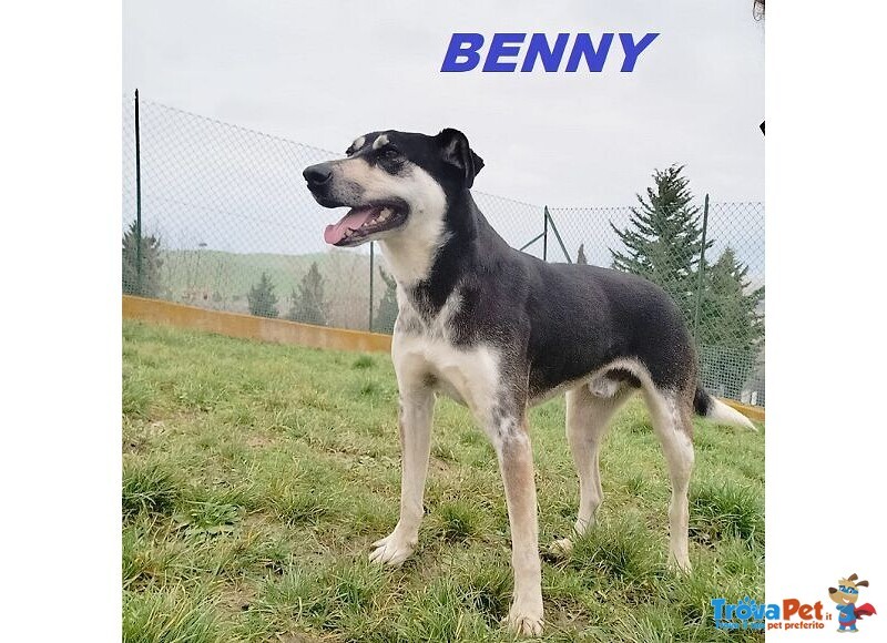 Benny bel Timidino 3-4anni - Foto n. 1