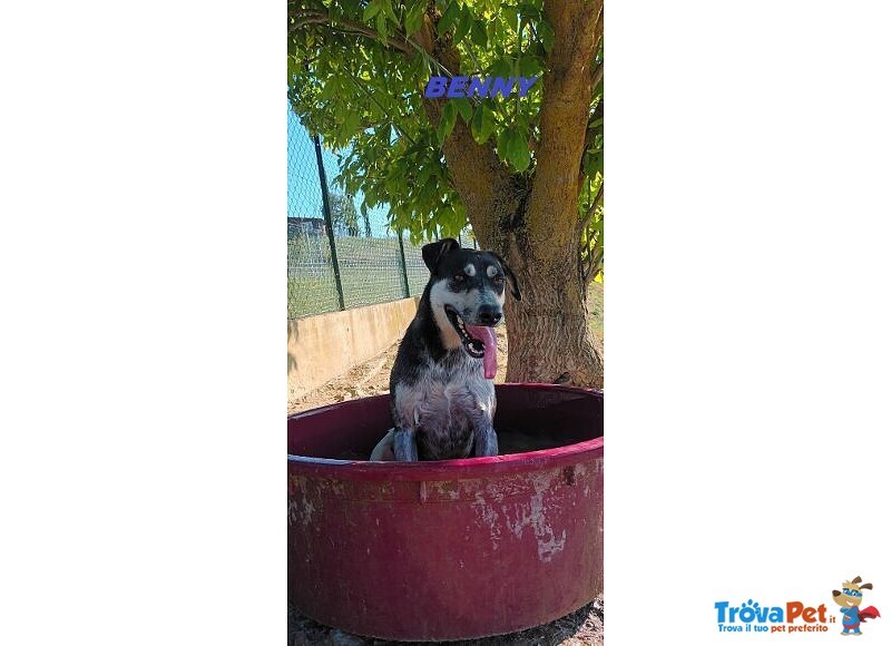 Benny bel Timidino 3-4anni - Foto n. 2