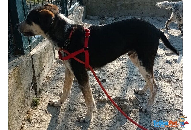 Benny bel Timidino 3-4anni - Foto n. 3