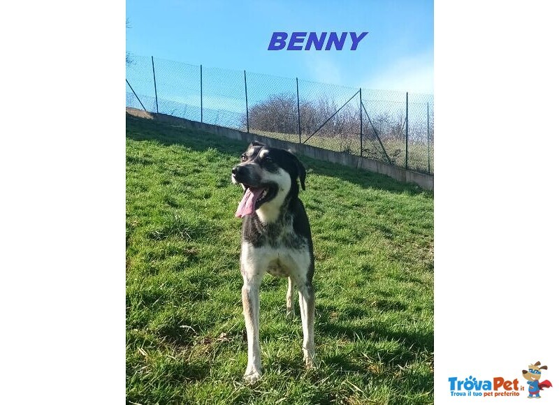 Benny bel Timidino 3-4anni - Foto n. 6